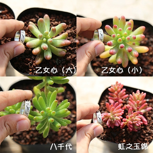 辦公室風水植物